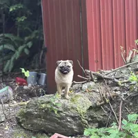 Jimmy, a male Pug for sale in Bellingham, WA – Photo 1 of 6