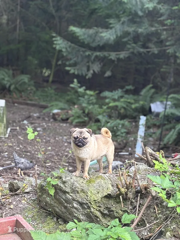 Jimmy – Pug puppy for sale in Bellingham, WA