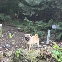 Jimmy, a male Pug for sale in Bellingham, WA – Photo 2 of 6