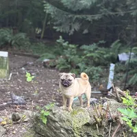 Jimmy, a male Pug for sale in Bellingham, WA – Photo 3 of 6