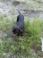 Mr weenie , a male Dachshund for sale in Bellingham, WA – 7 of 7