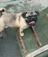 Gigi, a female French Bulldog and Pug for sale in Bellingham, WA – 9 of 9