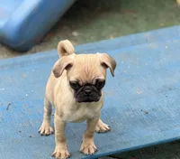 Tati, a female Pug for sale in Bellingham, WA – Photo 7 of 8