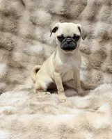 Tati, a female Pug for sale in Bellingham, WA – 8 of 9