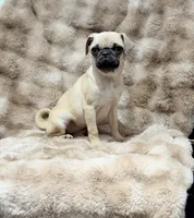 Tati, a female Pug for sale in Bellingham, WA – 9 of 9