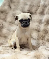 Tati, a female Pug for sale in Bellingham, WA – 5 of 9