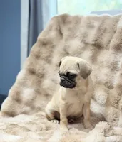 Tati, a female Pug for sale in Bellingham, WA – 2 of 9