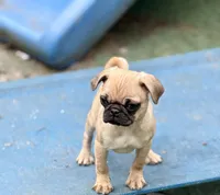 Tati, a female Pug for sale in Bellingham, WA – Photo 2 of 8