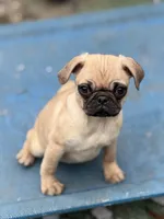 Tati, a female Pug for sale in Bellingham, WA – Photo 5 of 8