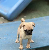 Tati, a female Pug for sale in Bellingham, WA – Photo 8 of 8