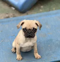 Tati, a female Pug for sale in Bellingham, WA – Photo 1 of 8