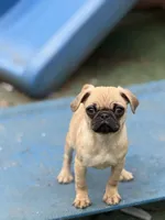 Tati, a female Pug for sale in Bellingham, WA – Photo 6 of 8