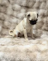 Tati, a female Pug for sale in Bellingham, WA – 3 of 9