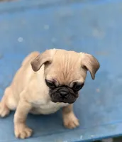 Tati, a female Pug for sale in Bellingham, WA – Photo 4 of 8