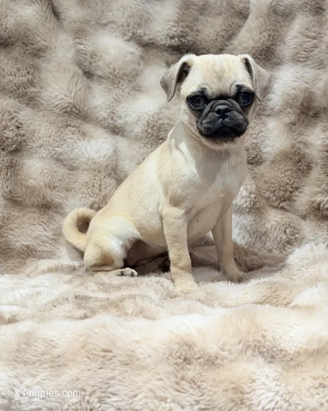 Tati – Pug puppy for sale in Bellingham, WA