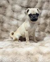 Tati, a female Pug for sale in Bellingham, WA – 1 of 9