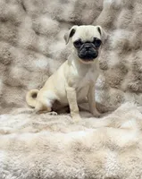 Tati, a female Pug for sale in Bellingham, WA – 6 of 9