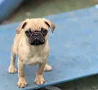 Tati, a female Pug for sale in Bellingham, WA – Photo 3 of 8
