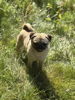 Jimmy, a male Pug for sale in Bellingham, WA – 2 of 7