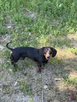 Mr weenie , a male Dachshund for sale in Bellingham, WA – 5 of 7