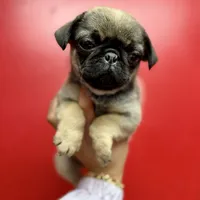 Sable Male Alfie unique, a male Pug for sale in Bellingham, WA – Photo 2 of 10