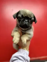 processed/f6acc25f-3255-4c8a-ab06-ec32aec6f6dd/listing/ee9ea190-55e5-4374-83ee-63109b1976a0/11fe6daa-85ea-4fb8-b482-5cf6c666adc0