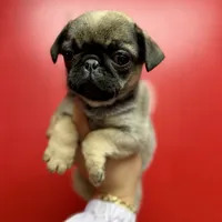 Sable Male Alfie unique, a male Pug for sale in Bellingham, WA – Photo 3 of 10