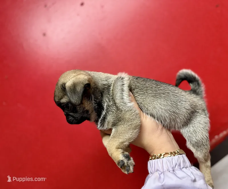 Sable Male Alfie unique