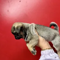 Sable Male Alfie unique, a male Pug for sale in Bellingham, WA – Photo 1 of 10
