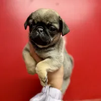 Sable Male Alfie unique, a male Pug for sale in Bellingham, WA – Photo 5 of 10
