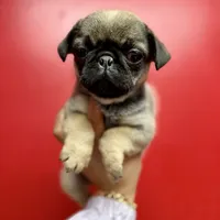 Sable Male Alfie unique, a male Pug for sale in Bellingham, WA – Photo 6 of 10