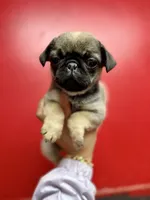 processed/f6acc25f-3255-4c8a-ab06-ec32aec6f6dd/listing/ee9ea190-55e5-4374-83ee-63109b1976a0/65208082-e022-477c-ad80-30967ec18c80