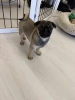 Alfie sable male , a male Pug for sale in Bellingham, WA – Photo 10 of 10