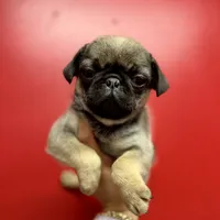 Sable Male Alfie unique, a male Pug for sale in Bellingham, WA – Photo 9 of 10