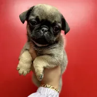 Sable Male Alfie unique, a male Pug for sale in Bellingham, WA – Photo 7 of 10