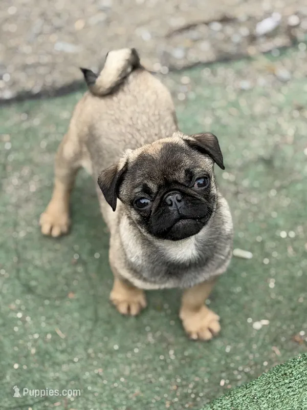Sable Male Alfie unique – Pug puppy for sale in Bellingham, WA
