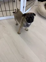 Alfie sable male , a male Pug for sale in Bellingham, WA – Photo 9 of 10