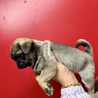 Sable Male Alfie unique, a male Pug for sale in Bellingham, WA – Photo 10 of 10