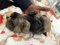 Teddy bear Pug Female # 1, a female Pug for sale in Bellingham, WA – 4 of 8