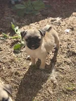 Mario, a male Pug for sale in Bellingham, WA – Photo 8 of 10