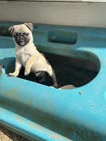 Mario, a male Pug for sale in Bellingham, WA – Photo 5 of 10