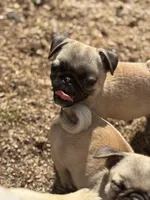 Mario, a male Pug for sale in Bellingham, WA – Photo 3 of 10