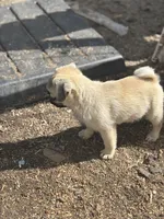 Mario, a male Pug for sale in Bellingham, WA – Photo 9 of 10