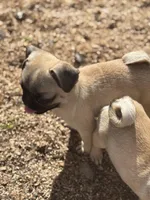 Mario, a male Pug for sale in Bellingham, WA – Photo 4 of 10
