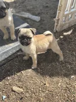 Mario, a male Pug for sale in Bellingham, WA – Photo 1 of 10
