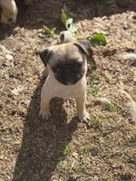 Mario, a male Pug for sale in Bellingham, WA – Photo 2 of 10