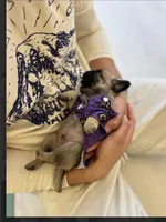 Philly Male Teddy bear pug, a male Pug for sale in Bellingham, WA – 2 of 9