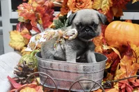 Female Teddy Bear Paris, a female Pug for sale in Bellingham, WA – 6 of 10