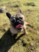 Tilly, a female French Bulldog and Pug for sale in Bellingham, WA – 7 of 9