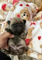 Female Teddy Bear VICKY, a female Pug for sale in Bellingham, WA – 3 of 8